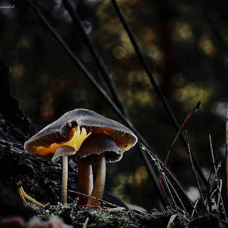 DSC00508-510 JPG 2021-10-24 20-08-07 (B,Radius8,Smoothing4)_2- insta - - Watermark null