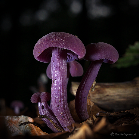 DSC00013- insta - Amethistzwamnmen (Laccaria amethystina) of rodekoolzwammen - Watermark null