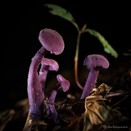 DSC00019- insta - Amethistzwamnmen (Laccaria amethystina) of rodekoolzwammen - Watermark null