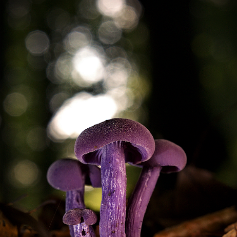 DSC00037- insta - Amethistzwamnmen (Laccaria amethystina) of rodekoolzwammen - Watermark null