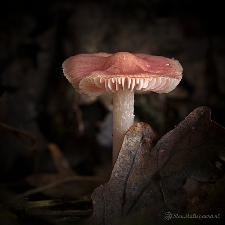 DSC04516 - Heksenschermpje (Mycena rosea) - Watermerk null