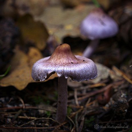 DSC04539-2 - Lila satijnvezelkop (Inocybe lilacina) - Watermerk null