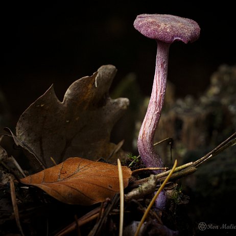 Paddenstoel DSC03994 - FB - Amethistzwam (Laccaria amethystina) of Rodekoolzwam - Watermerk null