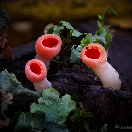 2020-12-22 19-15-55 (A,Radius8,Smoothing4)-2- insta - Rode kelkzwam (Sarcoscypha coccinea) bekerzwam of vermiljoenbekerzwam of krulhaarkelkzwam (Sarcoscypha austriaca) - Watermark null
