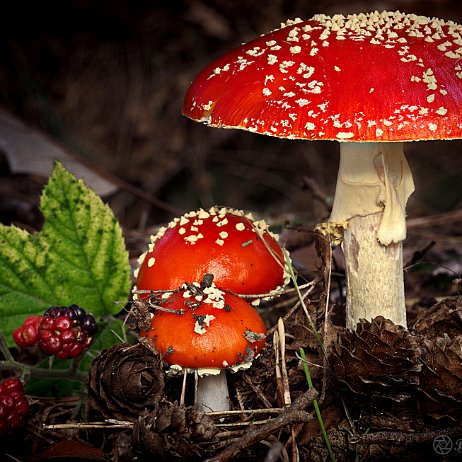 DSC04360-4 - FB - Vliegenzwam (Amanita muscaria) - Watermerk null