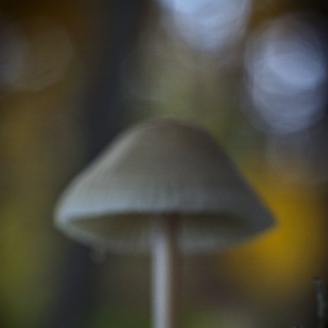 DSC04182-2 - FB - Oranjegeel Trechtertje - Rickenella fibula - Watermerk_1 null