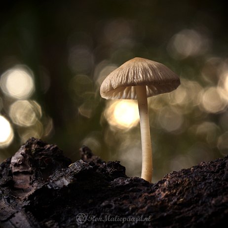 DSC04496 - - Watermerk null