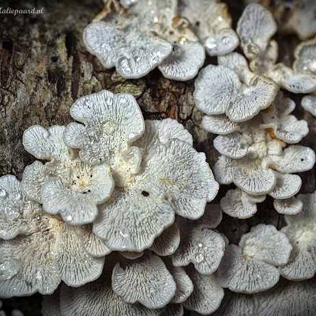 DSC05019 - Plooivlieswaaiertje (Plicaturopsis crispa) onderzijde - Watermerk null