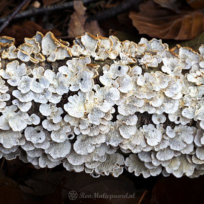DSC05024 - Plooivlieswaaiertje (Plicaturopsis crispa) onderzijde - Watermerk null