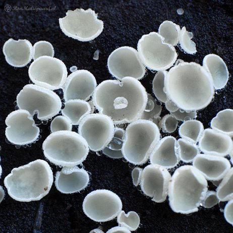 DSC05127-2 - FB - Franjekelkje (Lachnum spec), vermoedelijk het Kortharig franjekelkje (Lachnum brevipilosum) - Watermerk null