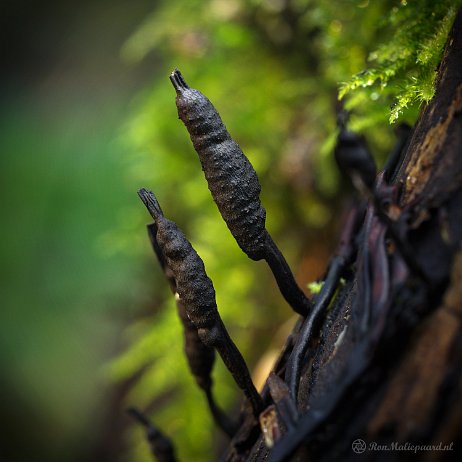 DSC05149 - Geweizwam (Xylaria hypoxylon) - Watermerk null