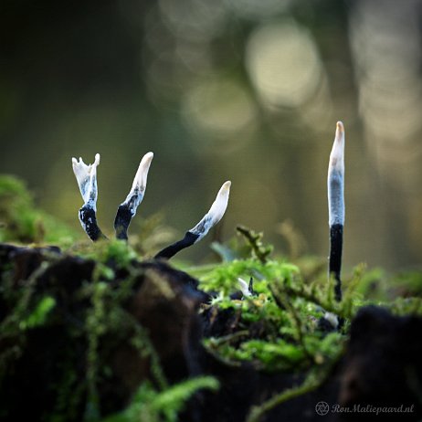 DSC05152 - Geweizwam (Xylaria hypoxylon) - Watermerk null