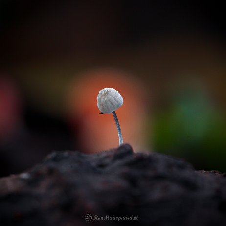 DSC06130- insta - Suikermycena (Mycena adscendens) - Watermark_1 null