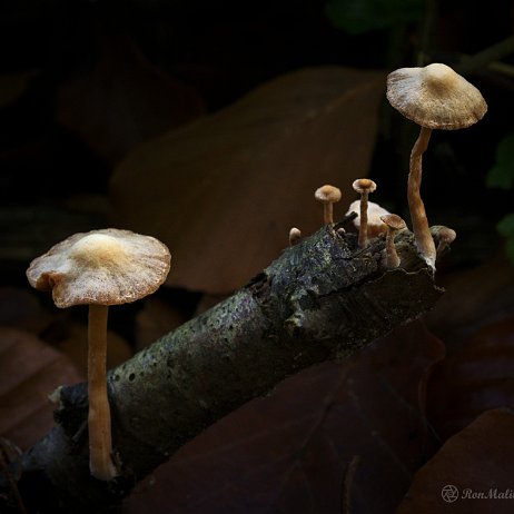 Paddenstoel DSC04646 - FB - - Watermerk null