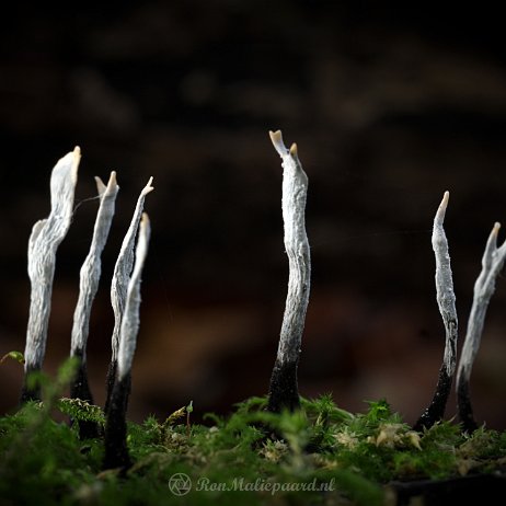 Paddenstoel DSC04790 - FB - Geweizwam (Xylaria hypoxylon) - Watermerk null
