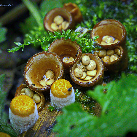 DSC00783- insta - Geel nestzwammetje (Crucibulum crucibuliforme) Synoniem- (Crucibulum laeve)2 - Watermark null