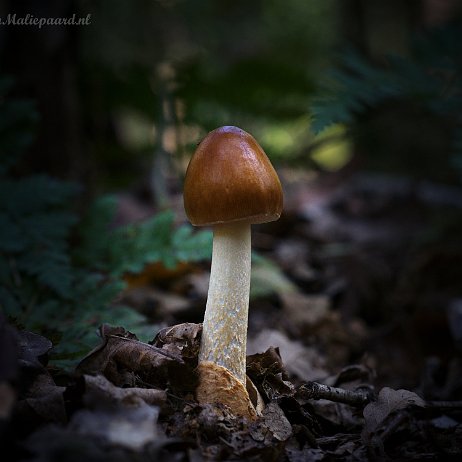 DSC02564 - FB - Roodbruine slanke amaniet (Amanita fulva) - Watermerk_1 null