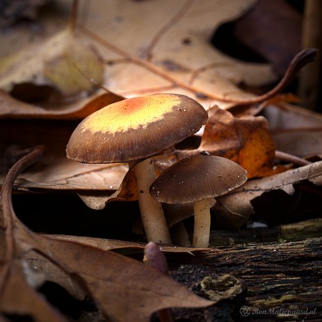 DSC04348 - - Watermerk null