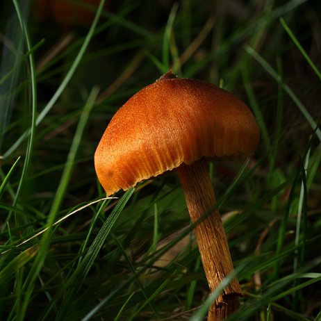 DSC04594 - Gewone fopzwam (Laccaria laccata) - Watermerk null