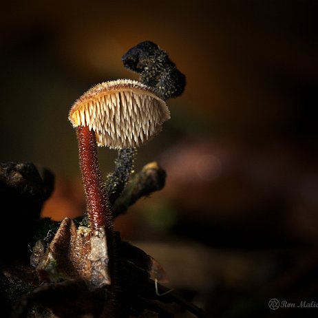 Paddenstoel DSC03867 - FB - Oorlepelzwam (Auriscalpium vulgare) - Watermerk null