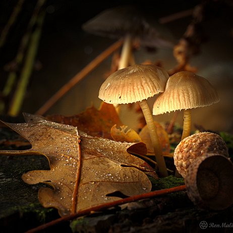 Paddenstoel DSC03926-4 - FB - - Watermerk null