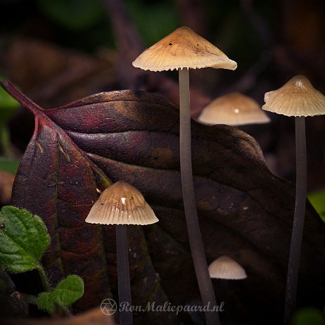 Paddenstoelen - DSC03300 - FB - Gewone melksteelmycena (Mycena galopus var. galopus) - Watermerk null
