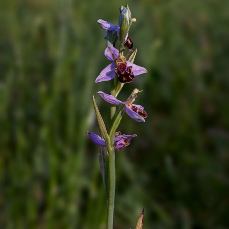 Bijenorchis (Ophrys apifera) DSC01089-Edit Instagram Art null