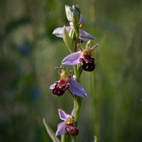 Bijenorchis (Ophrys apifera) DSC01098-Edit Instagram Art-2 null