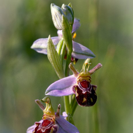 Bijenorchis (Ophrys apifera) DSC01098-Edit Instagram Art null