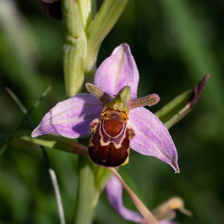 Bijenorchis (Ophrys apifera) DSC01101-Edit Instagram Art null