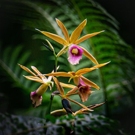 Moerasorchidee (Phaius tancarvilleae) Nun’s hood orchid DSC01219-Edit Instagram Art null