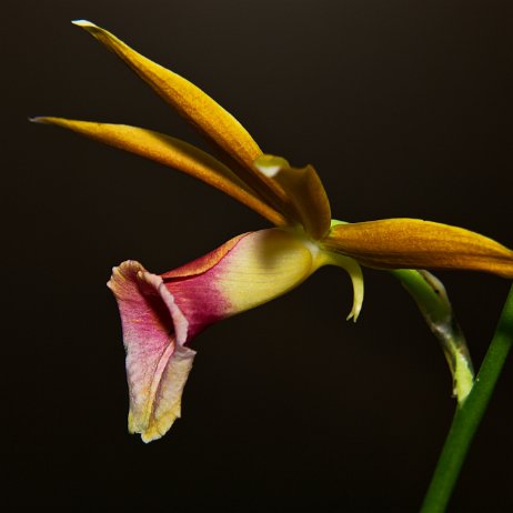 Moerasorchidee (Phaius tancarvilleae) Nun’s hood orchid _DSC3457 Instagram Art null