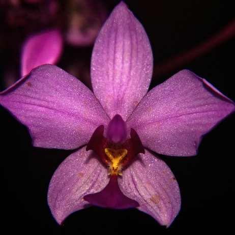 Spathoglottis plicata, commonly known as the Philippine ground orchid, or large purple orchid _DSC3440-c Instagram Art null
