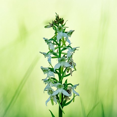 Welriekende nachtorchis (Platanthera bifolia) - 20220603 Tenellaplas Oostvoorne DSC04289-ARW_DxO_DeepPRIME-Edit-2 - Instagram null