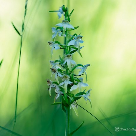 Welriekende nachtorchis (Platanthera bifolia) - 20220603 Tenellaplas Oostvoorne DSC04297-ARW_DxO_DeepPRIME-Edit - Instagram null