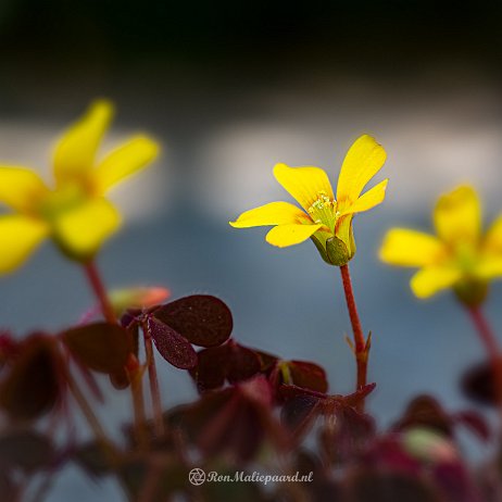 2022-04-24 - Gehoornde klaverzuring (Oxalis corniculata var. atropurpurea) , ook springklaver - 20220423 Kijfhoek DSC01775 - Instagram null