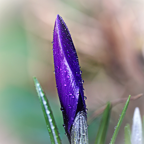 DSC08243- insta - Krokus - Watermark null