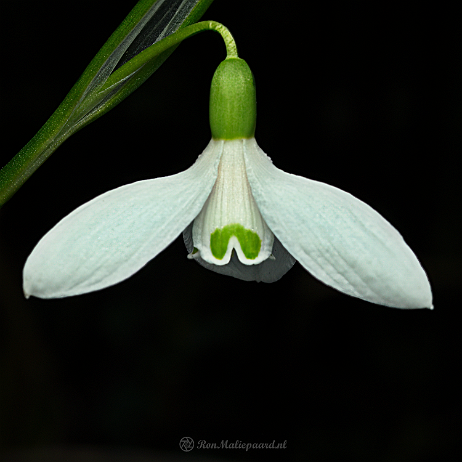 DSC08292- insta - Sneeuwklokje (Galanthus nivalis) - Watermark null