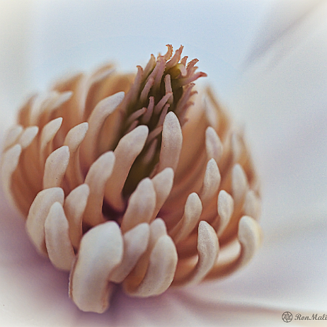 DSC09064- insta - Magnolia - Watermark null