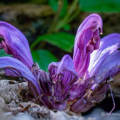 Paarse schubwortel (Lathraea clandestina) of Prachtschubwortel - 20220415 Tenellaplas DSC01545-1552 2022-04-16 13-55-07 Stacked (A,R8,S4)-2 - Instagram null