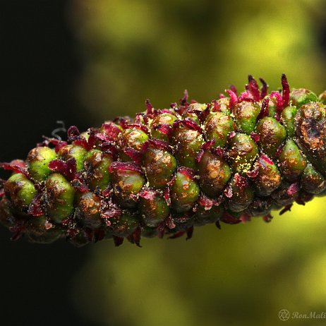 DSC08515 - Zwarte els (Alnus glutinosa) - Watermerk null