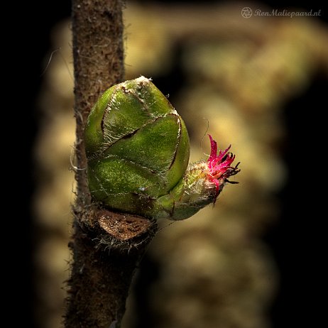 DSC08527 - Hazelaar (Corylus avellana) - Watermerk null