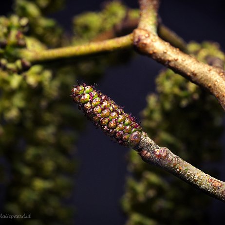 DSC08547 - Zwarte els (Alnus glutinosa) - Watermerk null