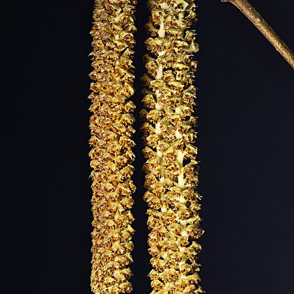 DSC08557 - Hazelaar (Corylus avellana) - Watermerk null