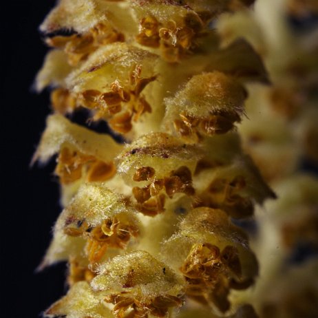 DSC08561 - Hazelaar (Corylus avellana) - Watermerk null