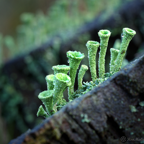 DSC06551- insta - Fijn bekermos (Cladonia chlorophaea) - Watermark null