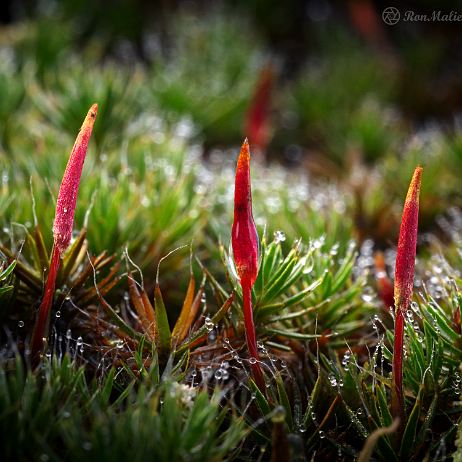 DSC06577- insta - Ruig haarmos (Polytrichum piliferum) - Watermark null