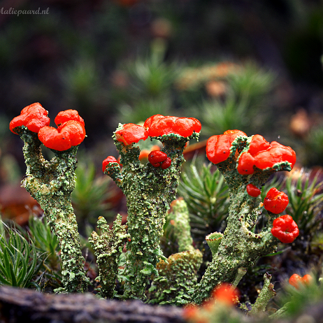 DSC06613+topaz- insta - Rood bekermos (Cladonia coccifera) - Watermark null