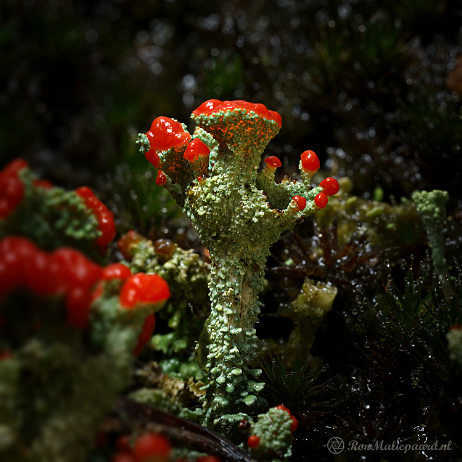 DSC06656+topaz- insta - Rood bekermos (Cladonia coccifera) - Watermark null