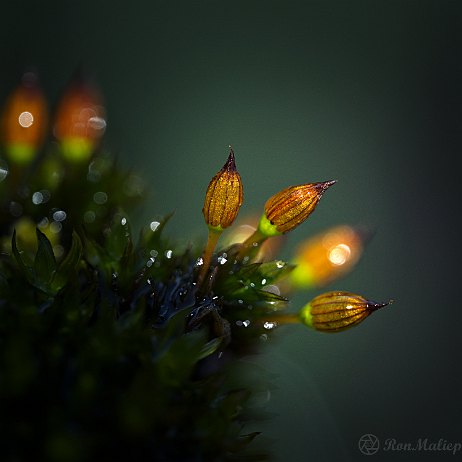 DSC07410- insta - Gesteelde haarmuts (Orthotrichum anomalum) - Watermark null